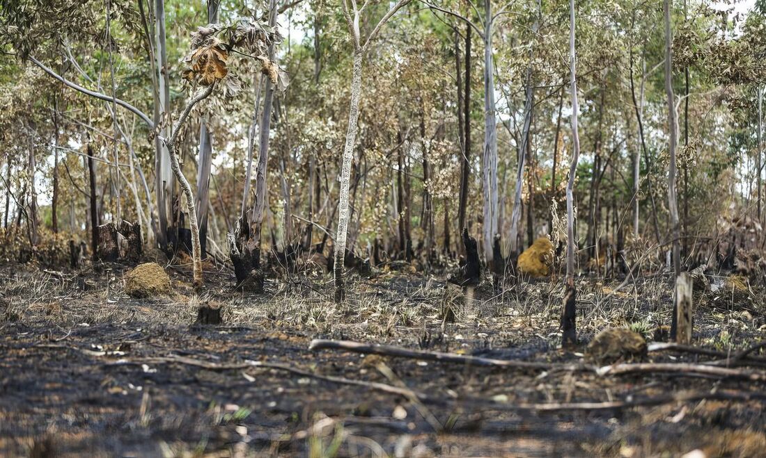 Cerrado teve um aumento de 19% nos alertas de desmatamento no mês passado