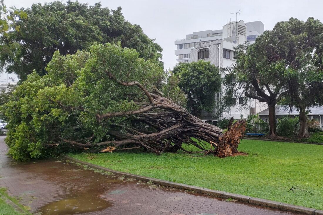 Árvore caiu de lado depois de ser arrancada por fortes ventos trazidos pelo tufão Khanun