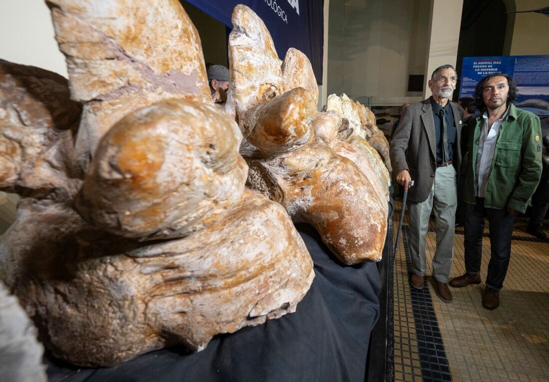 Perucetus colossus, ancestral 'peruano' da baleia azul, pode ser animal mais pesado que já existiu