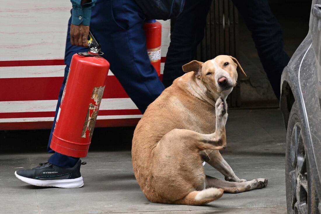 Capital da Índia captura cães de rua antes do G20