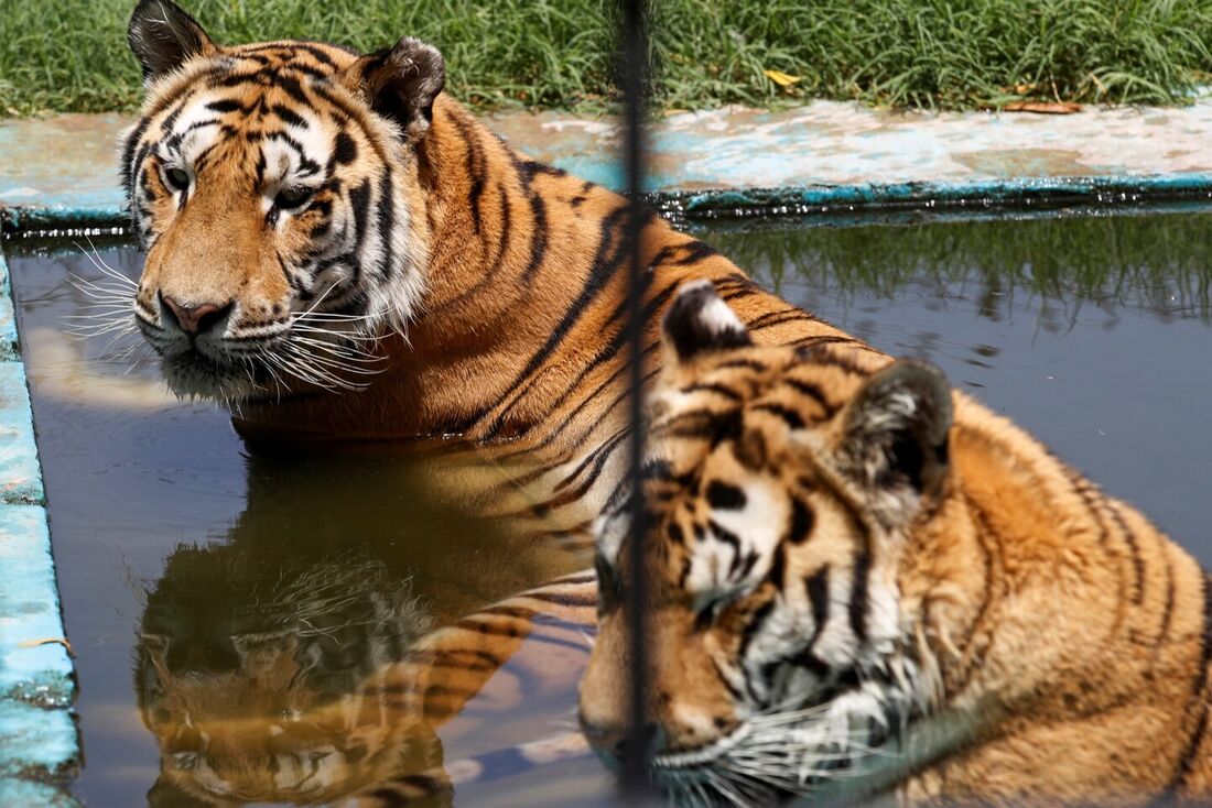 Animais no zoológico de Bagdá