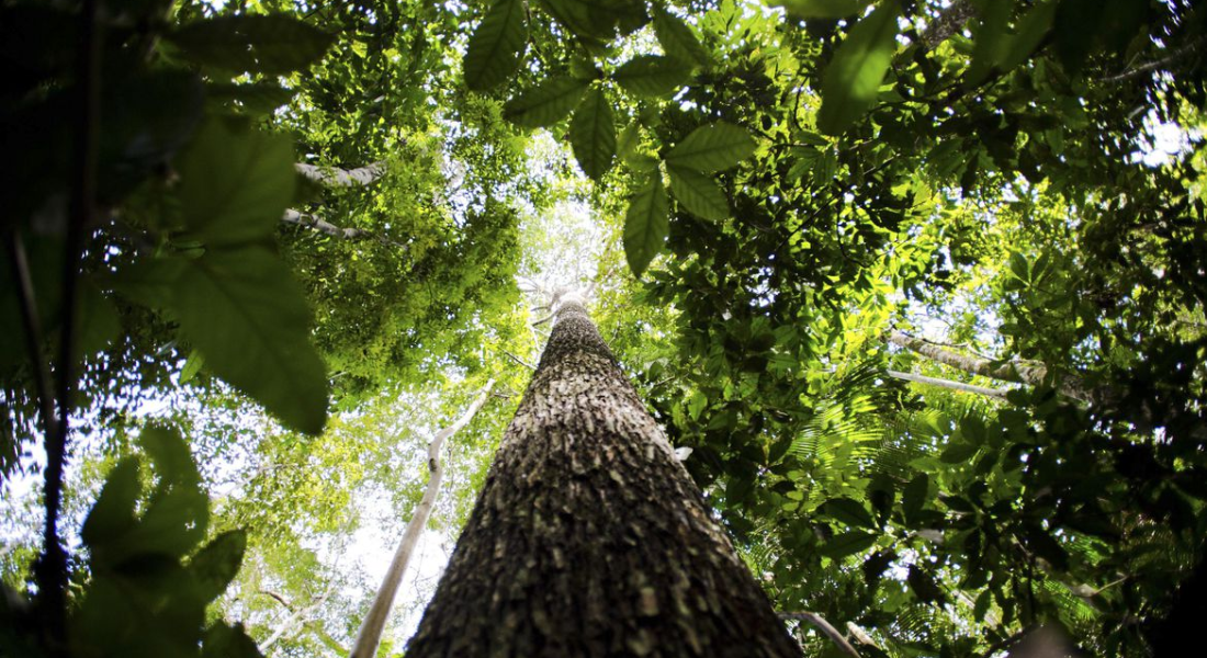 Floresta Amazônica