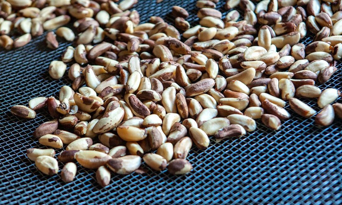 Castanha, produto amazônico bastante procurado por consumidores estrangeiros