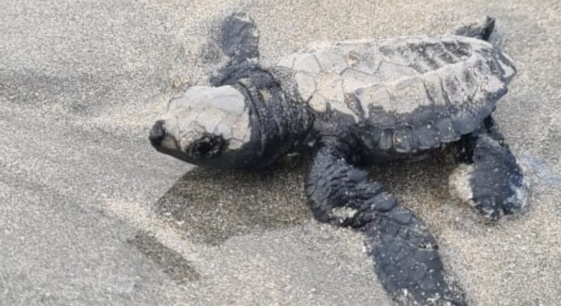 Quarenta e cinco tartarugas-oliva nascem na praia de Marinha