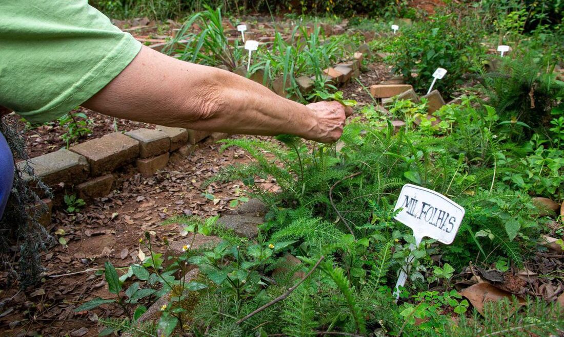 Fundação Oswaldo Cruz (Fiocruz) elaborou uma série de proposições para revisar a Política Nacional de Plantas Medicinais