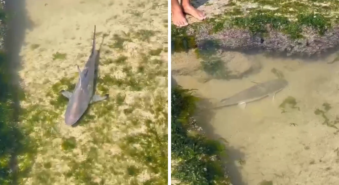 Tubarões apareceram presos em piscina natural no Recife