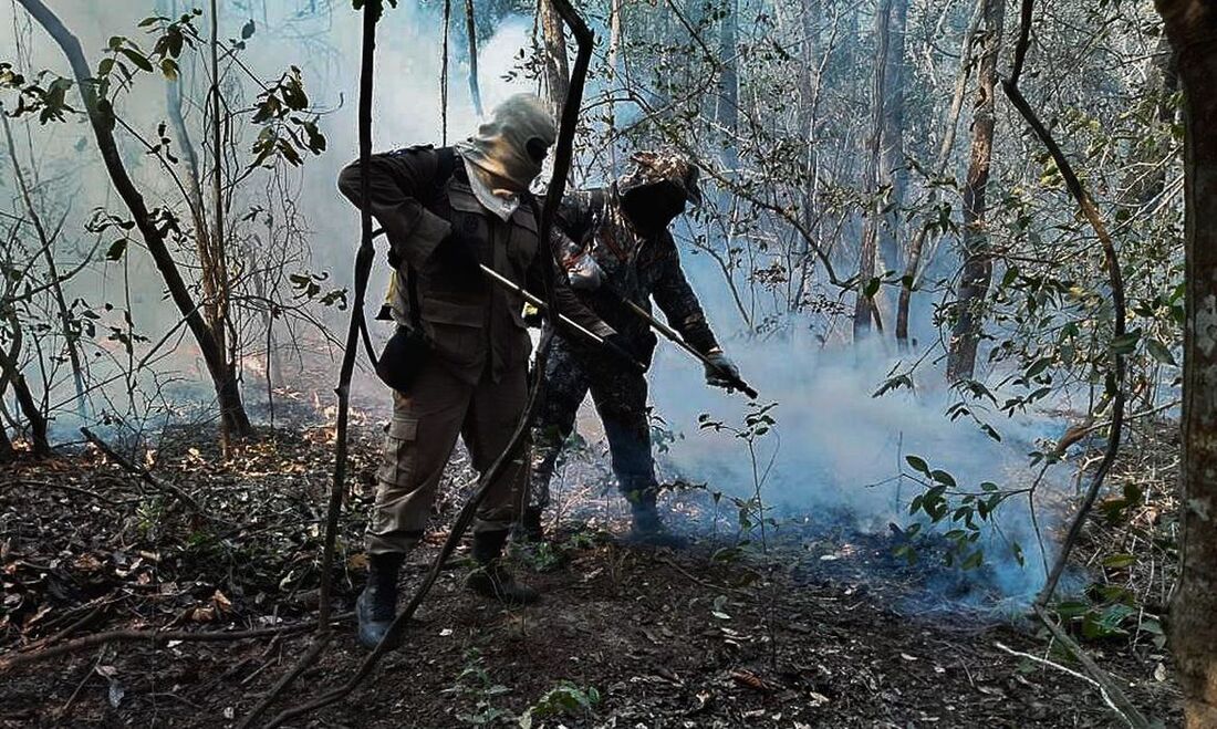 Estudos apontam que 30% da área do Pantanal foi queimada por incêndios 