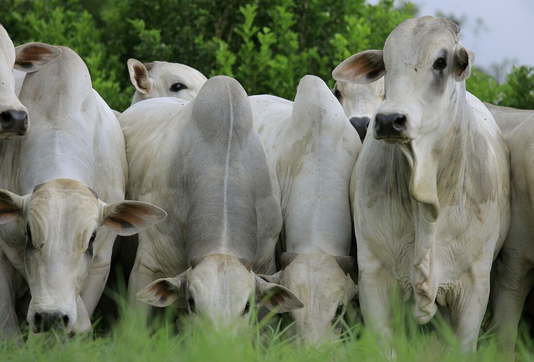 Desde a produção de rações para alimentação ou gado até a chegada dos alimentos às lojas, foram geradas 6,2 gigatoneladas de CO2 equivalente