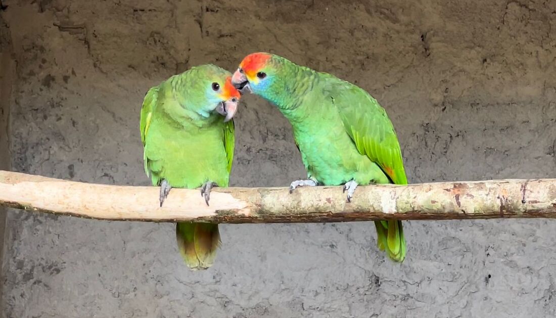 Em junho de 2022, foram levados à região 61 chauás resgatados de cativeiros ilegais