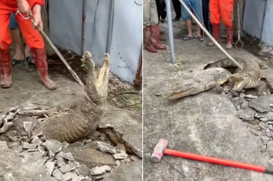 Crocodilos emergem de buraco em calçada na Índia 