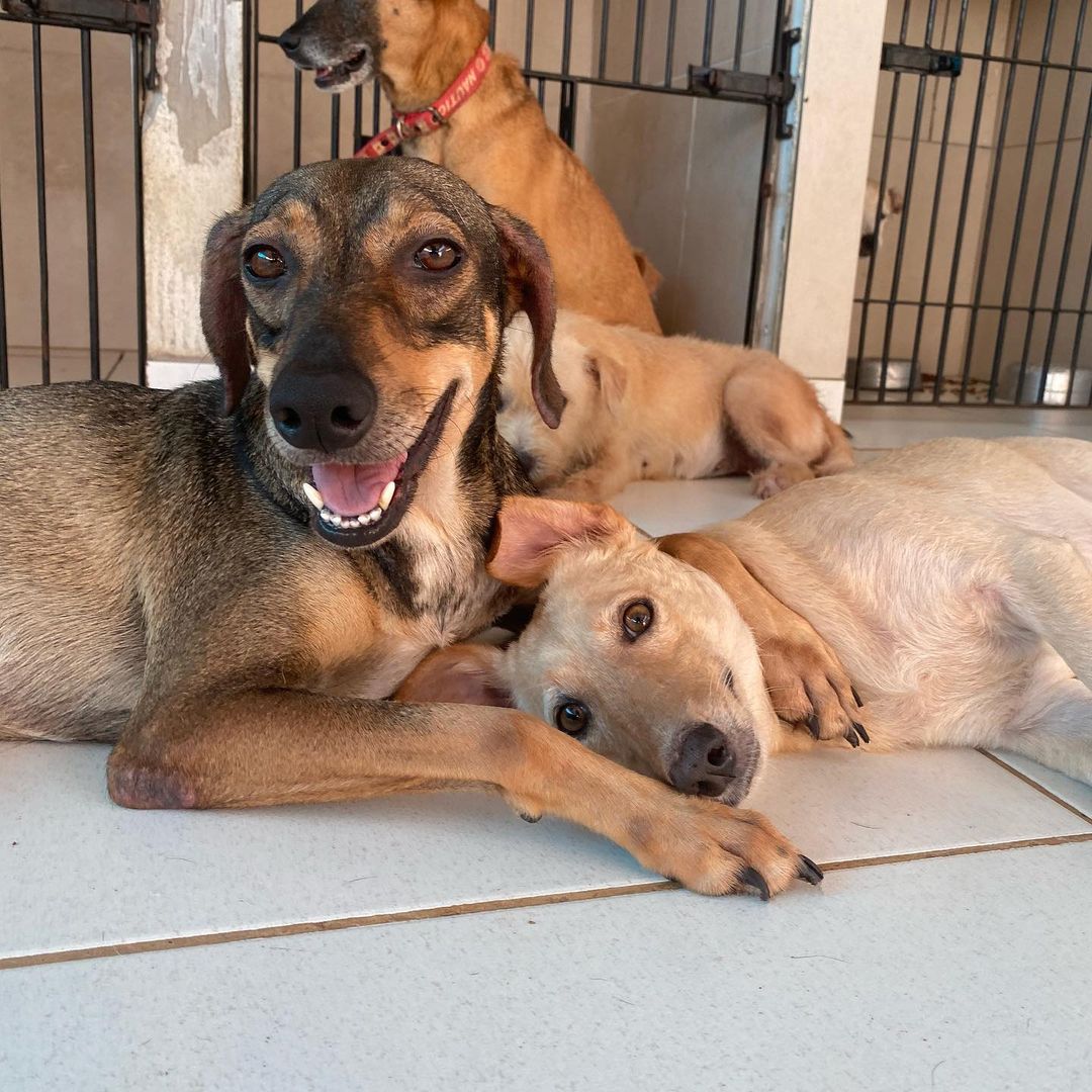 Cães do abrigo Amigo Bicho