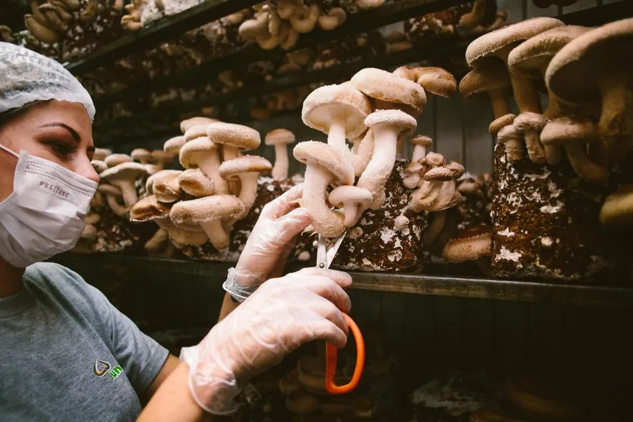 Shiitake de Botucatu. A Fungibras, dos irmãos Frederico e Guilherme Eir. produz de 18 toneladas a 20 toneladas por mês. A empresa é uma das maiores no segmento 