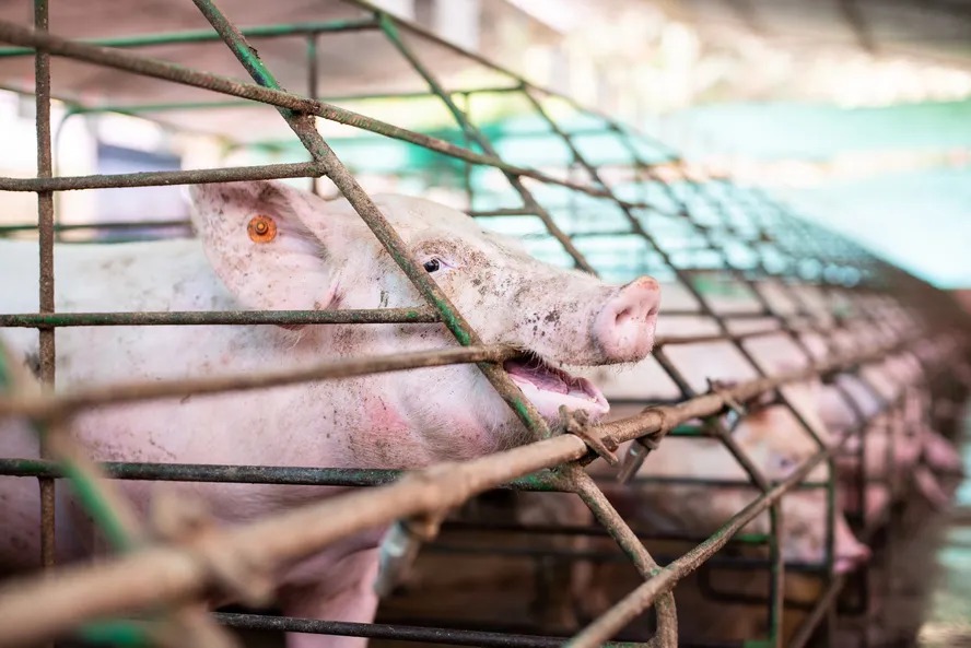 Condições ambientais ruins e espaços muito apertados aumentam o estresse dos animais e facilitam proliferação de doenças, exigindo uso de antibióticos de forma profilática