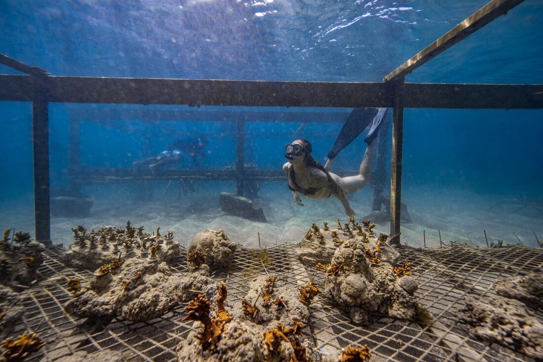 Biofábrica de corais de Porto de Galinhas