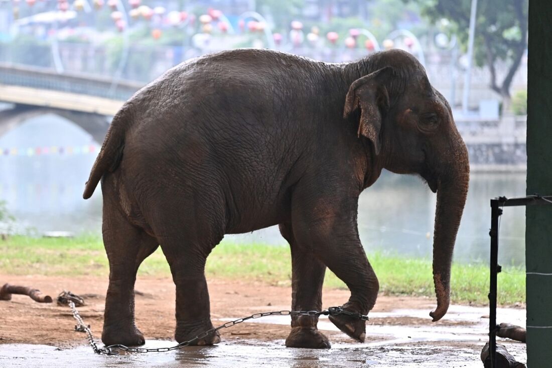 Elefante com uma perna algemada é retratado no zoológico de Hanói em Hanói 