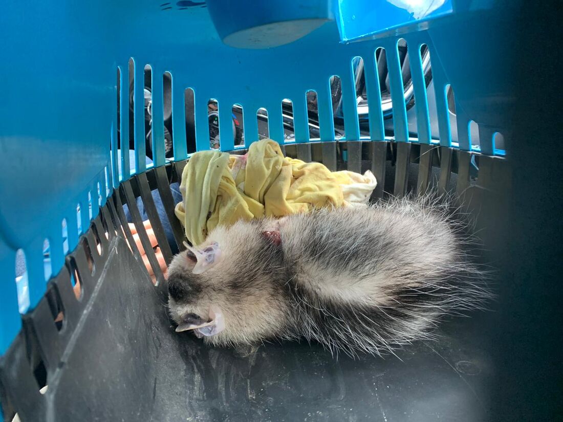 Timbu resgatado no bairro de Maranguape I, em Paulista