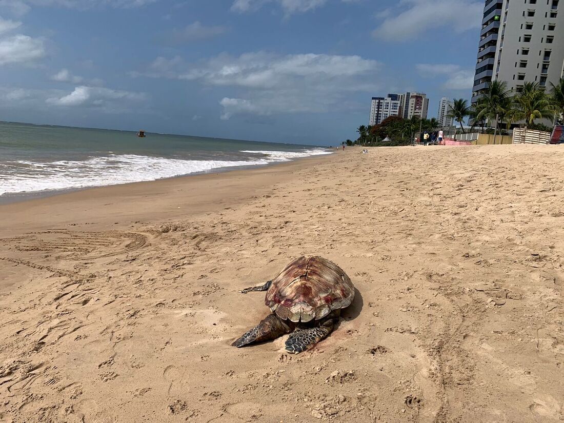 Tartaruga pente é encontrada morta na praia de Candeias