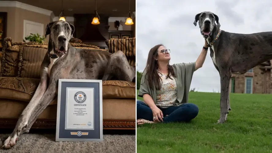 Livro dos recordes: com câncer, cão mais alto do mundo precisa amputar  perna; vídeo - Folha PE