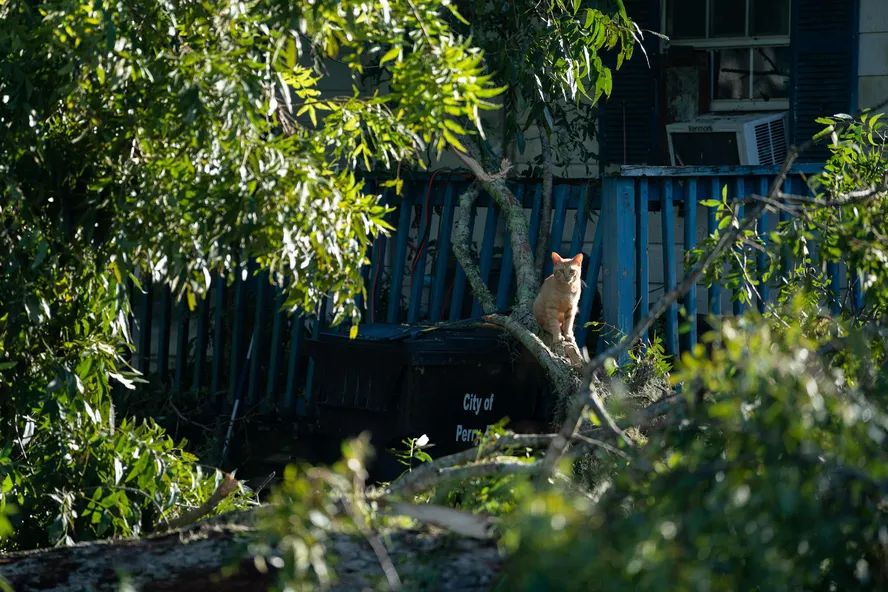 Austrália quer plano para exterminar gatos ferais e conter impacto de felinos domésticos na perda de biodiversidade 