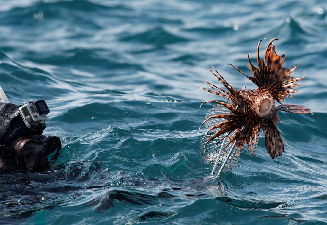 Pescador mostra um peixe-leão (Pterois) capturado com seu arpão