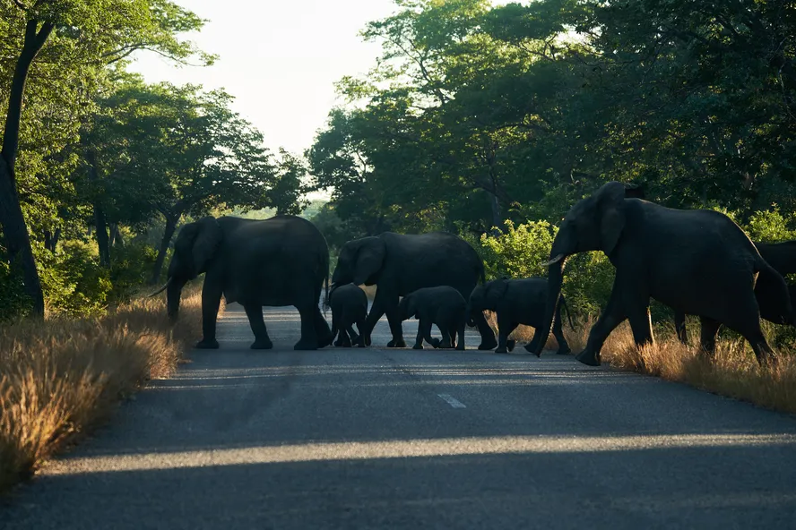 Elefantes atravessam uma estrada foram do Parque Nacional de Hwange, em Zimbabue, em maio do ano passado 