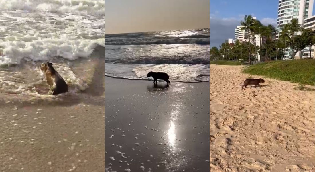 Após o banho, o animal foi em direção a uma área de vegetação