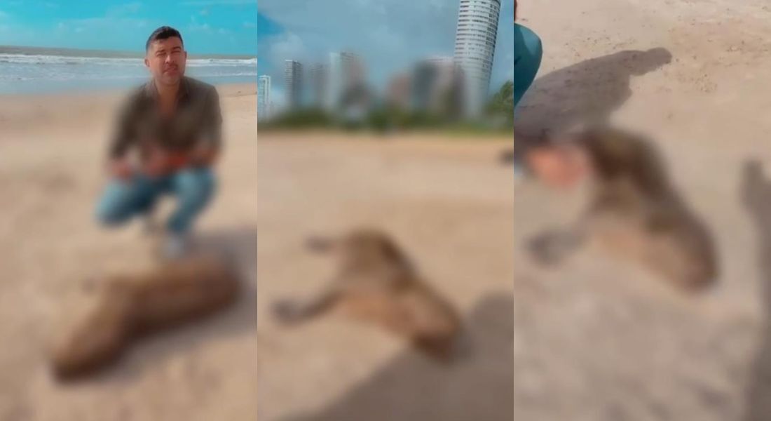 Animal foi visto sem vida por volta das 6h30, nas proximidades do 2º Jardim