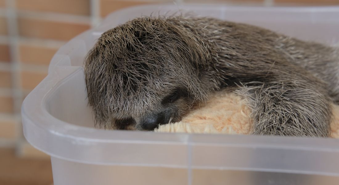 Filhote de bicho-preguiça é o mais recente morador do zoológico de Dois Irmãos