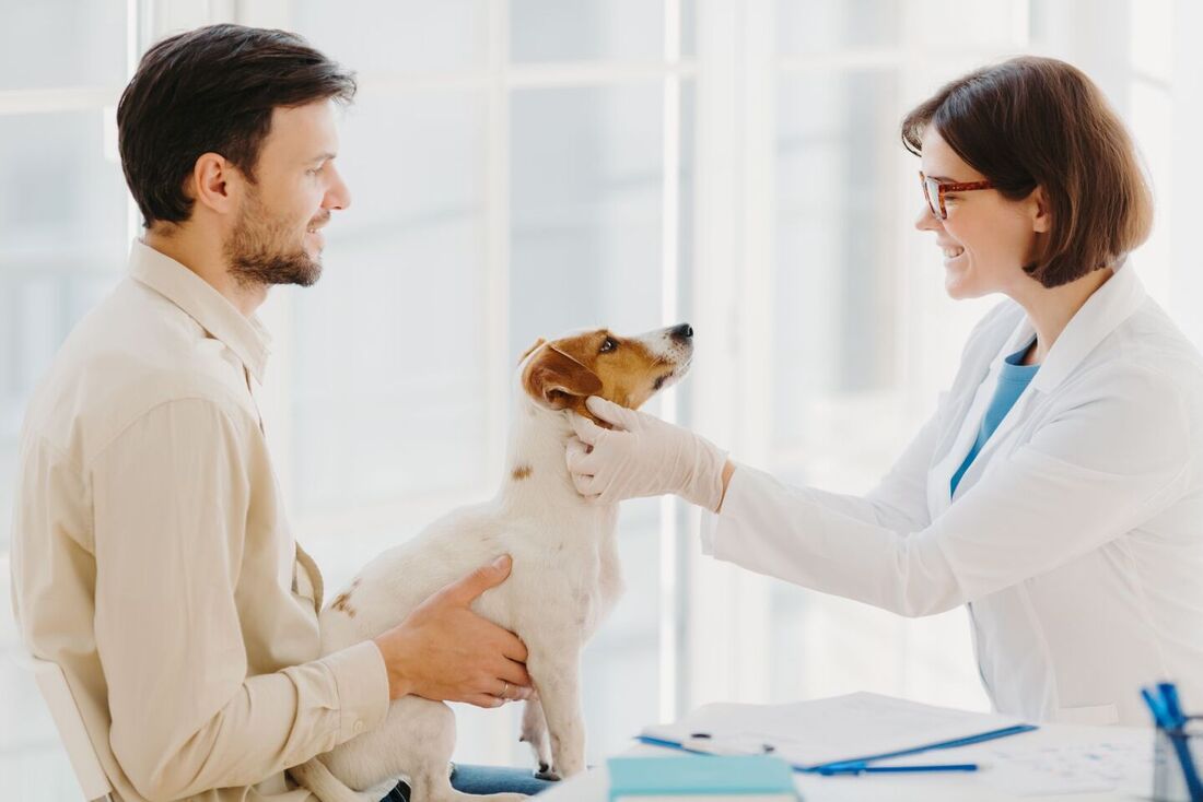 Veterinária atende cão