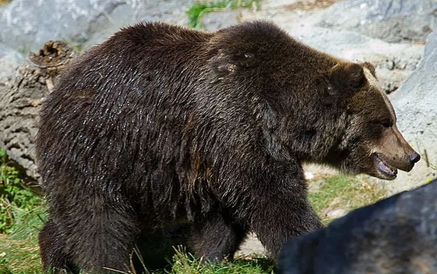 Urso pardo 