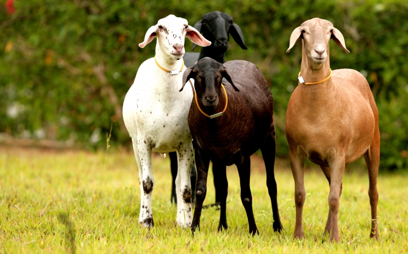 Nordeste lidera nos pequenos rebanhos, com destaque para caprinos e ovinos