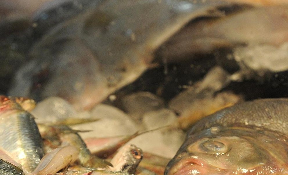 Casos estão relacionados a uma forma de intoxicação chamada ciguatera