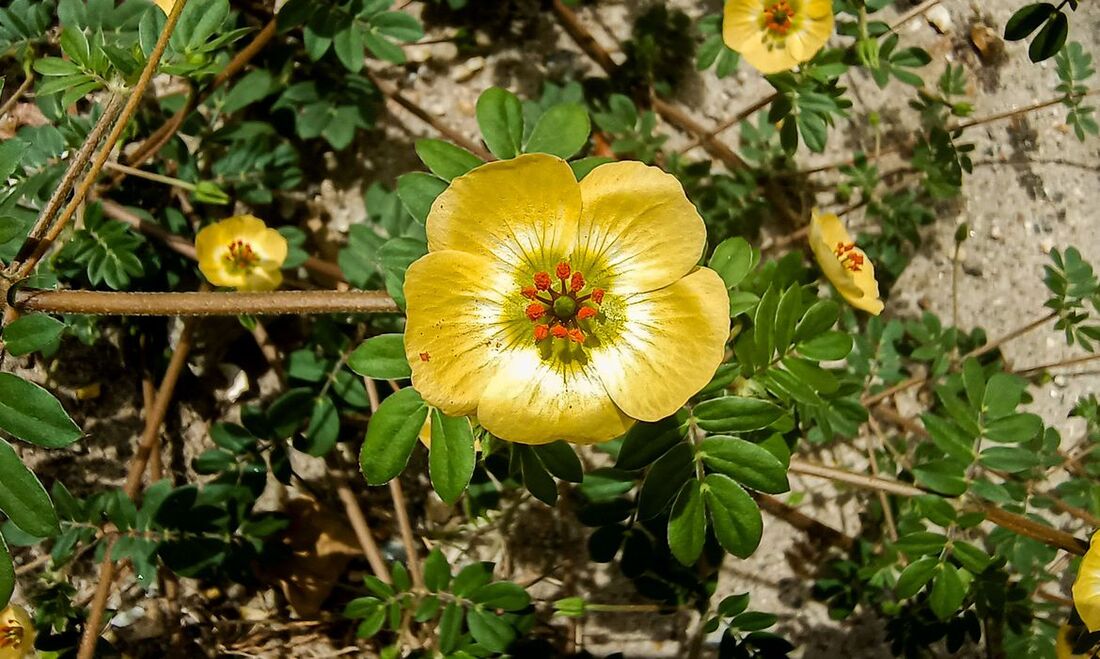 Planta da espécie Kallstroemia tribuloides, conhecida popularmente como rabo-de-calango