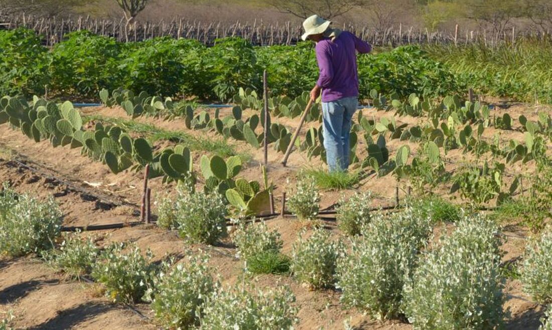 Produtores entre 18 e 25 anos marcaram níveis mais altos de inadimplência 