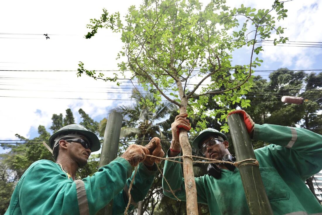 Ao todo, 1.200 árvores de grande porte estão sendo plantadas em avenidas da capital