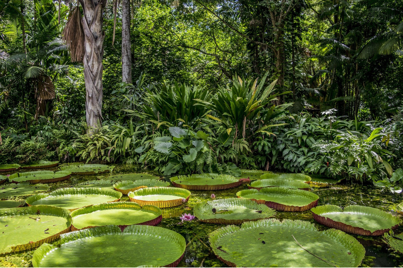 Foram negociados créditos de carbono de projeto na Amazônia