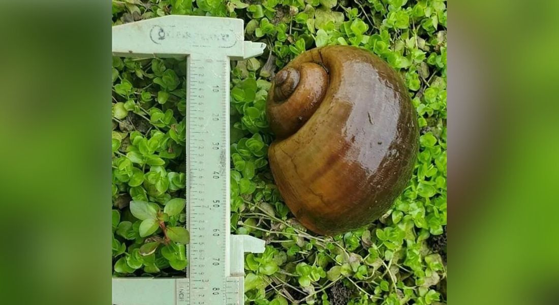 Caracol maçã observado na Carolina do Norte