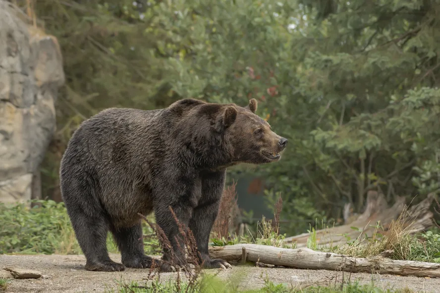 O urso pardo, que está ameaçado de extinção na província de Alberta, é um animal solitário e onívoro que pode viver até 30 anos na natureza 