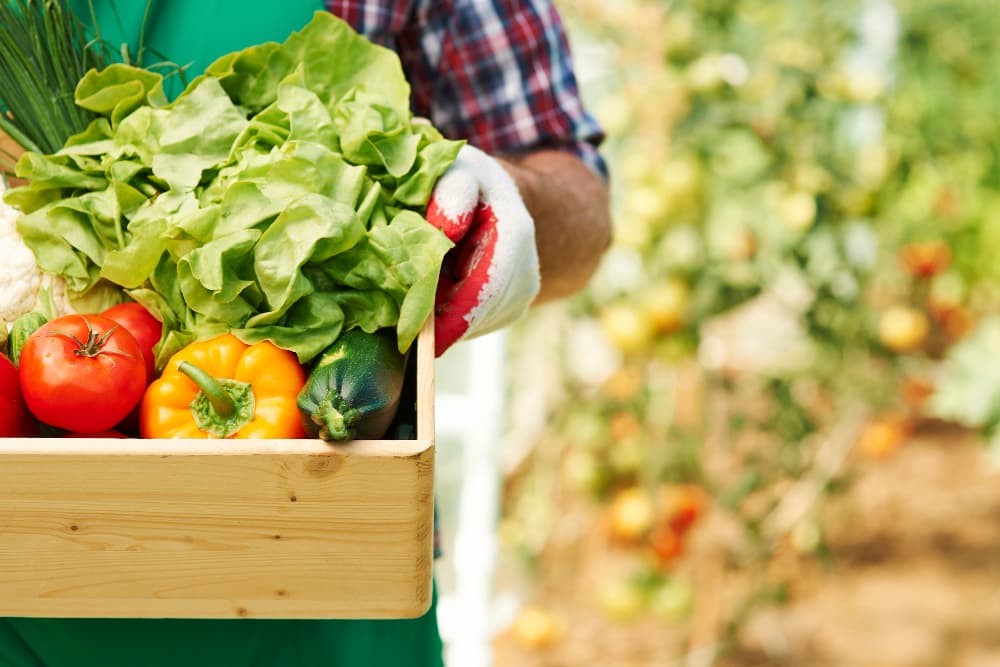 Tecnologia também tem sido usada para reduzir o desperdício de hortifrútis