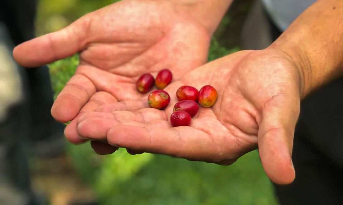 Café costa-riquernho é cultivado em solos férteis de origem vulcânica
