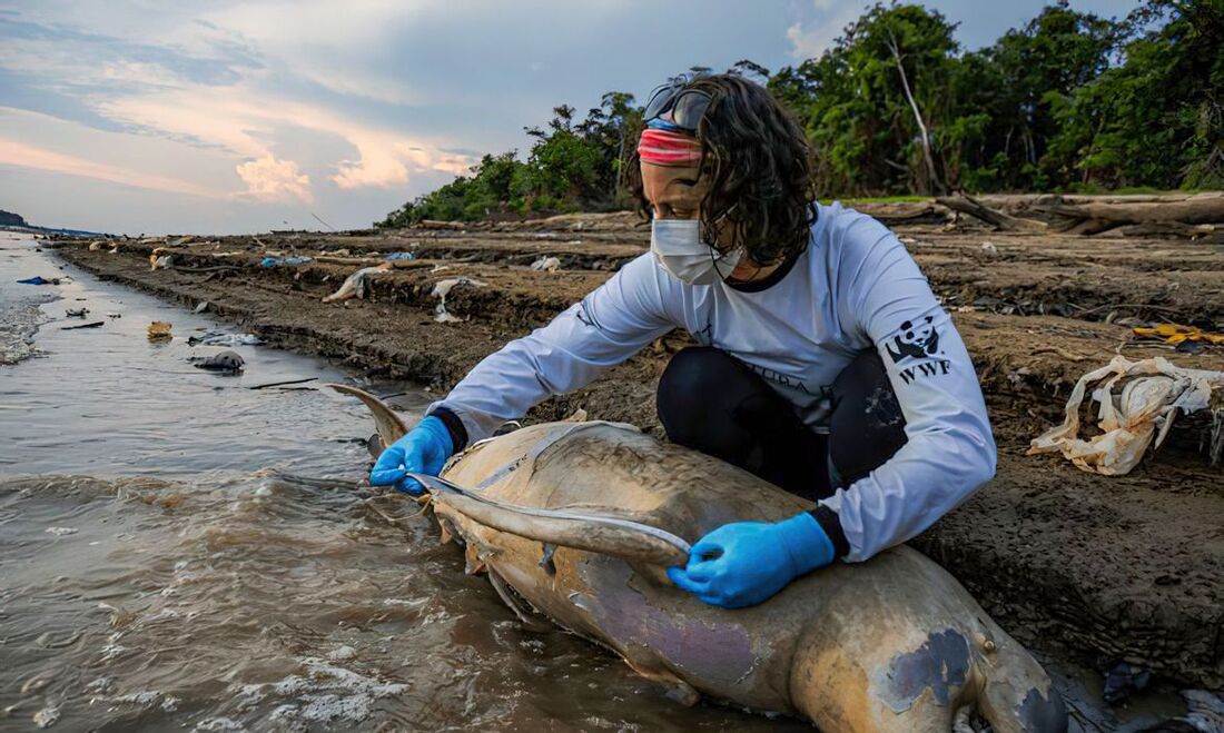 Carcaças de botos são encontradas no Amazonas