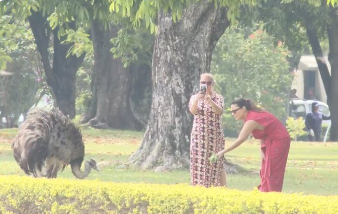 Janja dando couve para filhote de ema no Palácio da Alvorada