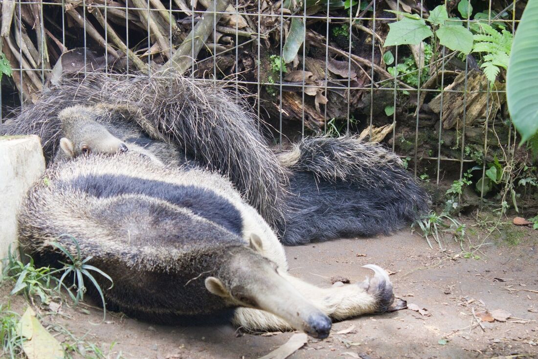 Tamanduá-bandeira fêmea com filhote