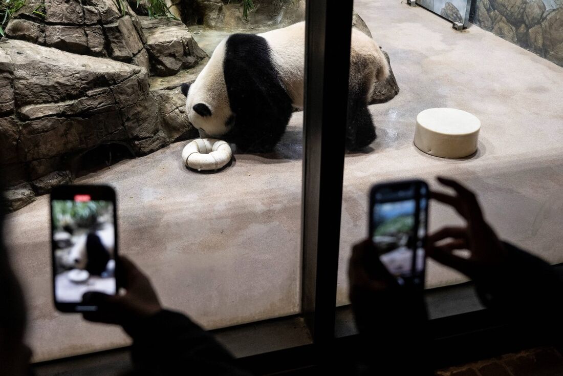 Visitantes tiram uma foto do Panda Gigante Xiao Qi Ji enquanto ele descansa em seu recinto no Zoológico Nacional do Smithsonian em Washington, DC