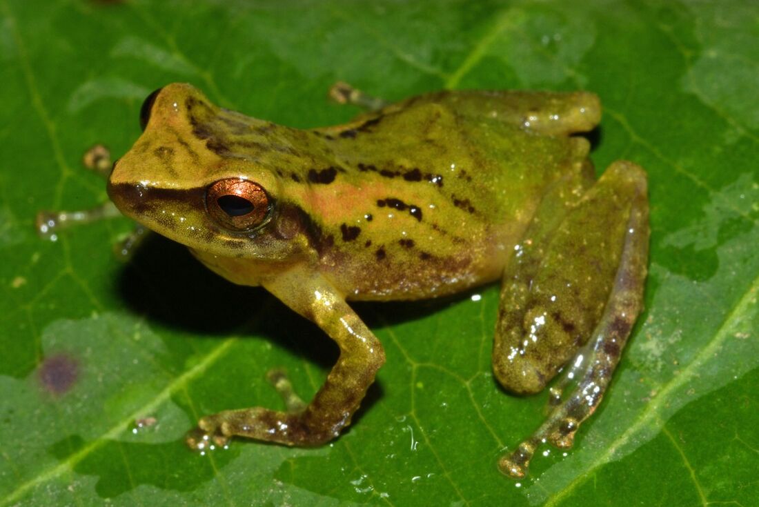 Nova variedade de perereca é descoberta na Amazônia peruana