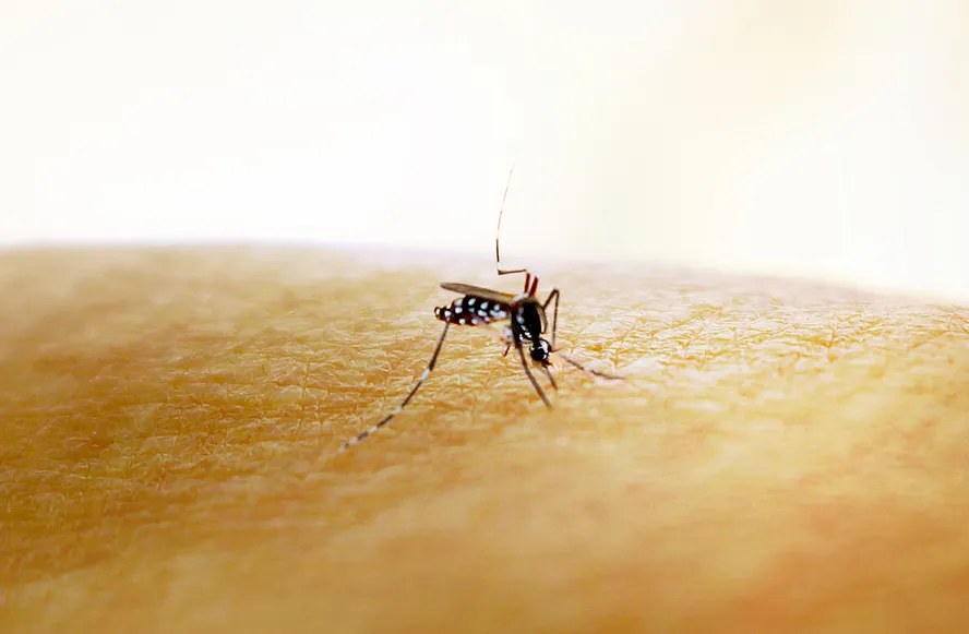 Mosquito Aedes aegypti, transmissor de dengue, zika e chikungunya.