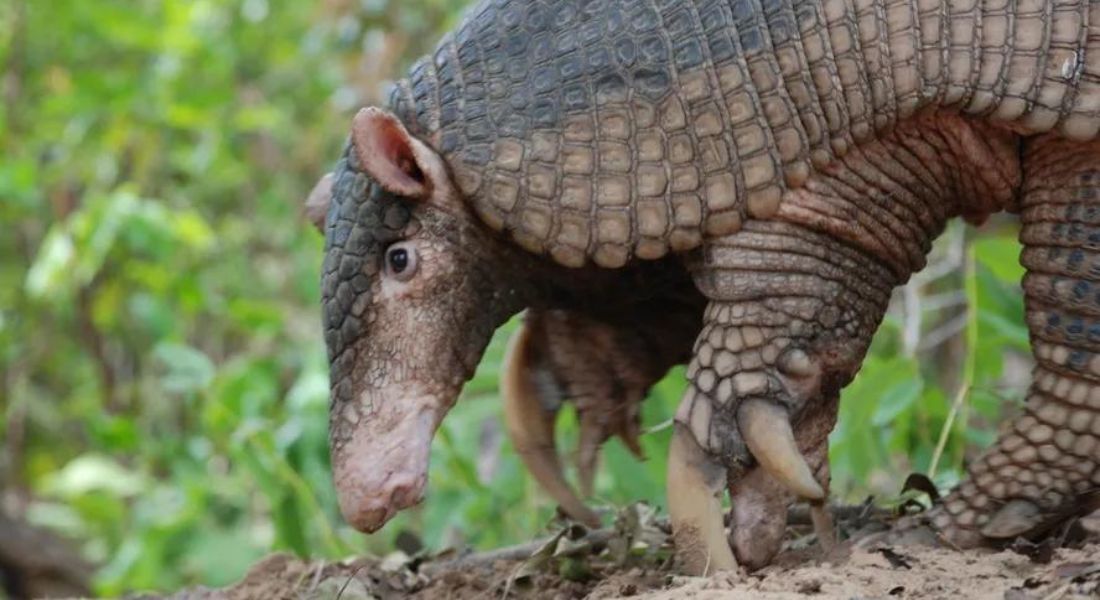 Os tatus brasileiros proporcionam 7 de 11 possíveis serviços ambientais a populações humanas