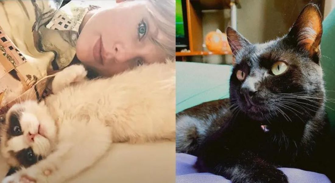 Taylor Swift e seu gato, Benjamin Button. Benji, gato de Ana Benevides