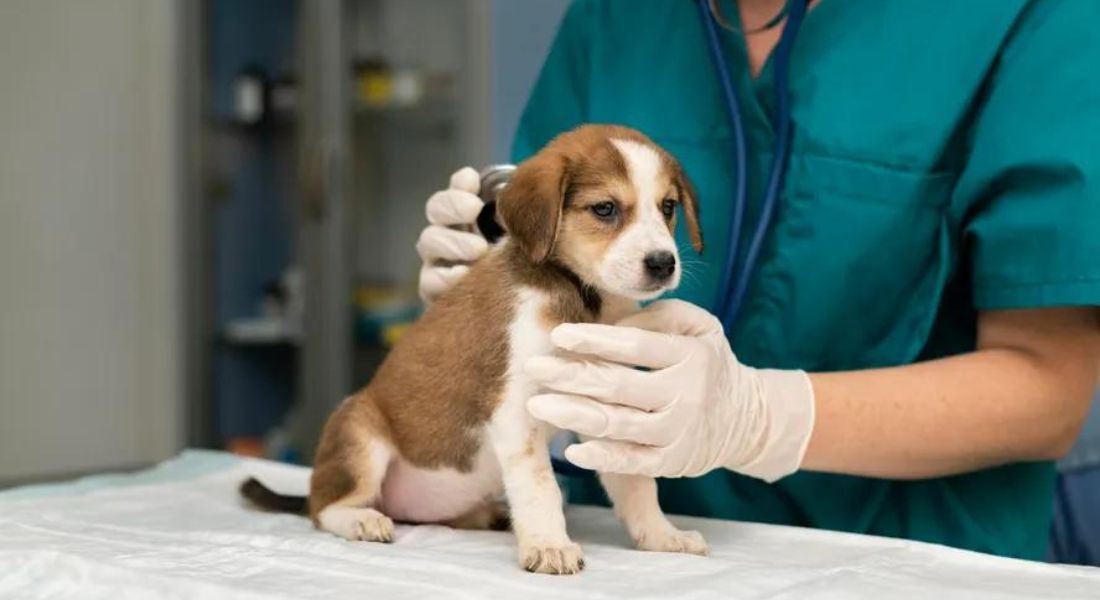 Infecção respiratória de causa não identificada se espalha nos EUA entre cães