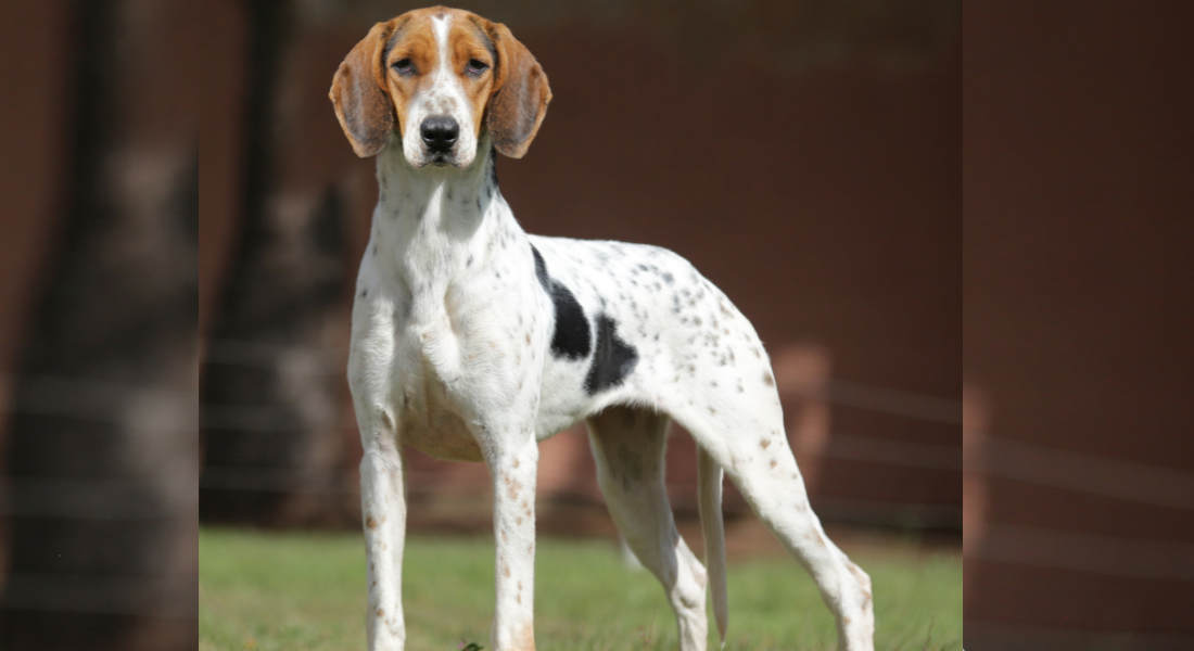 Guia de Raças: Fila Brasileiro, o primeiro cão brasileiro a ser reconhecido